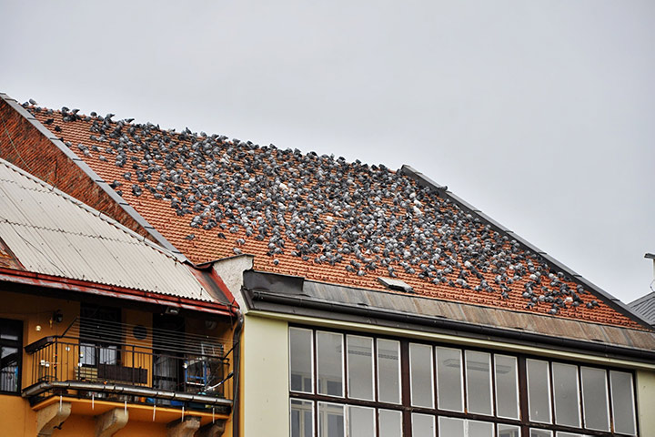A2B Pest Control are able to install spikes to deter birds from roofs in Llanelli. 