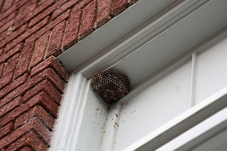 We provide a wasp nest removal service for domestic and commercial properties in Llanelli.